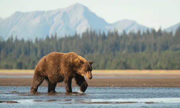 Another soldier sustained minor injuries in the attack by the bear (not pictured). Alaska officials said a den with two brown cubs was found nearby.