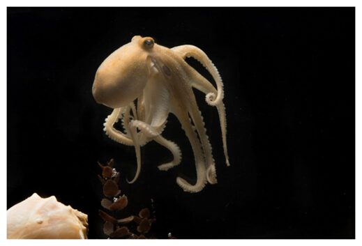 Click to enlarge California two-spot octopus