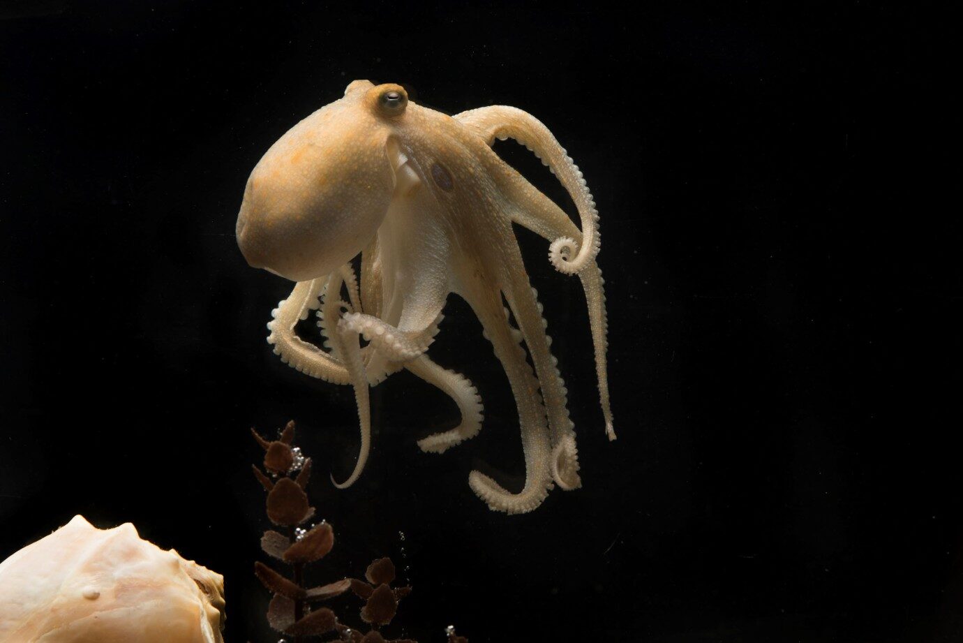 Click to enlarge California two-spot octopus