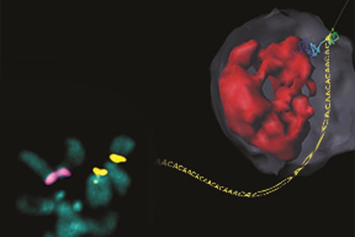 dna repair cell membraine