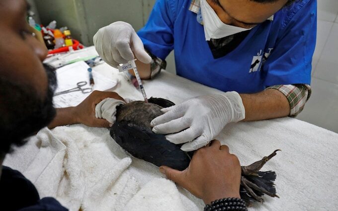 Birds 'fall from the sky' as India's blistering heatwaves intensify