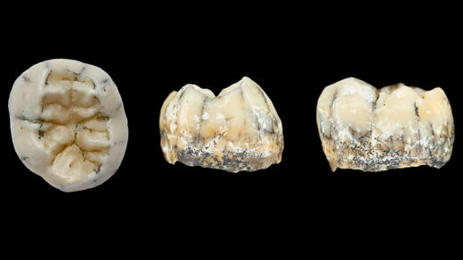 Click to enlarge Denisovan
