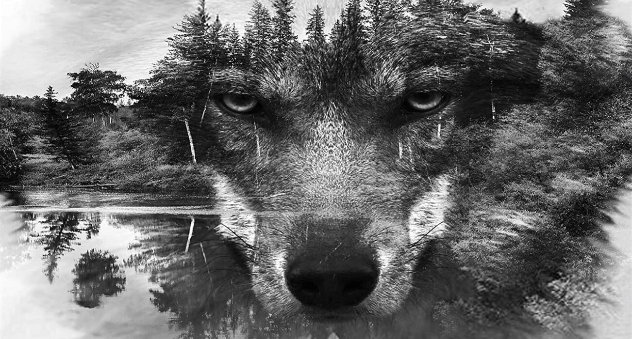 Click to enlarge Wolf