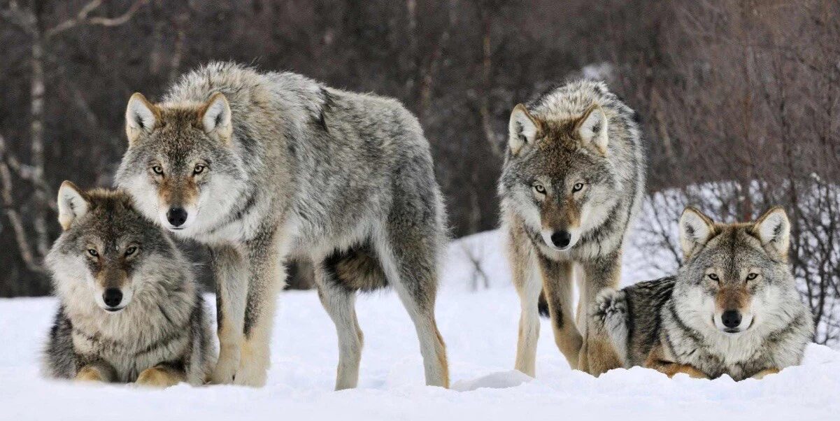Click to enlarge Pack of Wolves