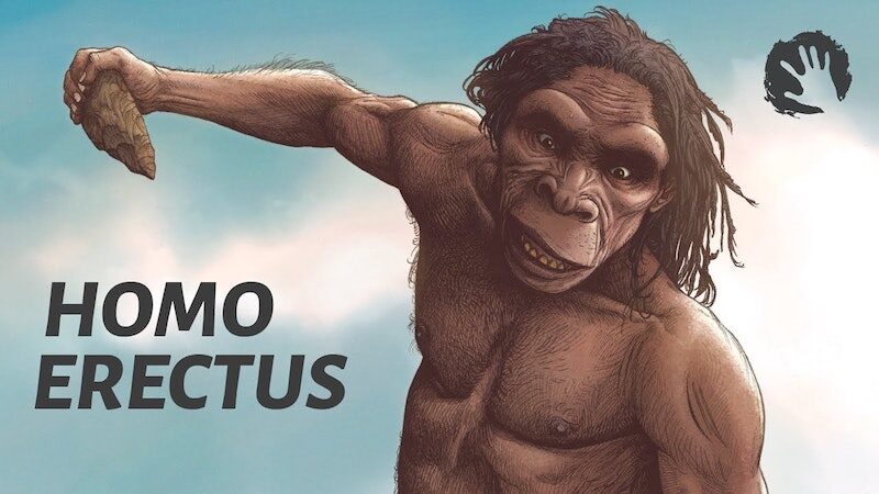 Click to enlarge homo erectus