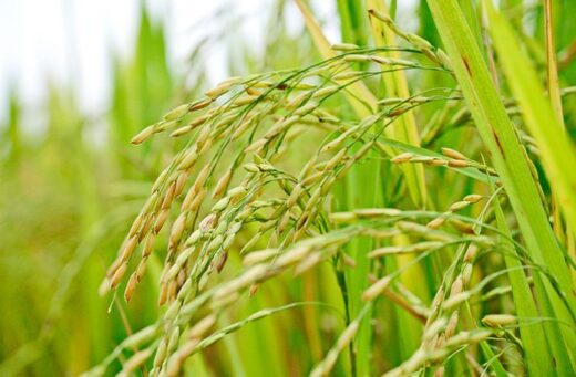 Rice cultivation recorded at Neolithic site from 8000 years ago