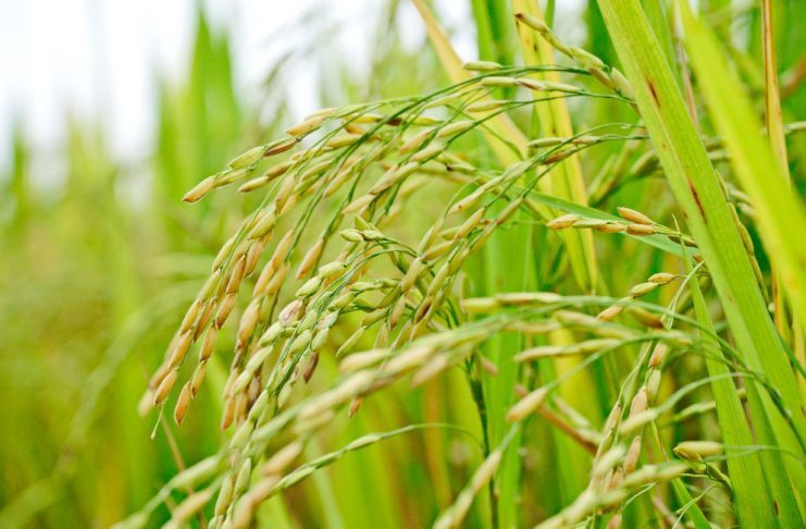 rice plant