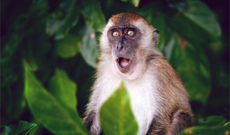 Click to enlarge monkey