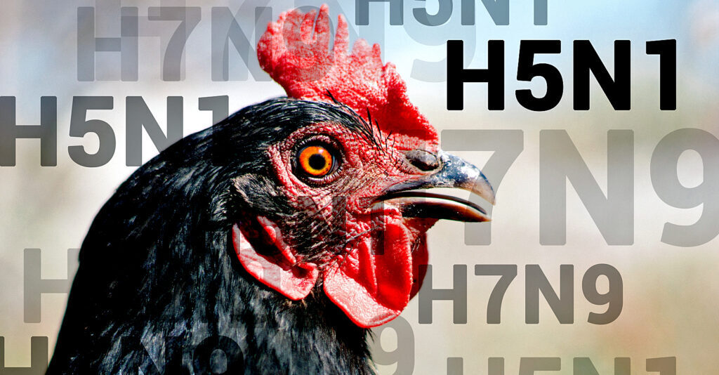 Gates, Fauci funded experiments on bird flu — Will it be the next