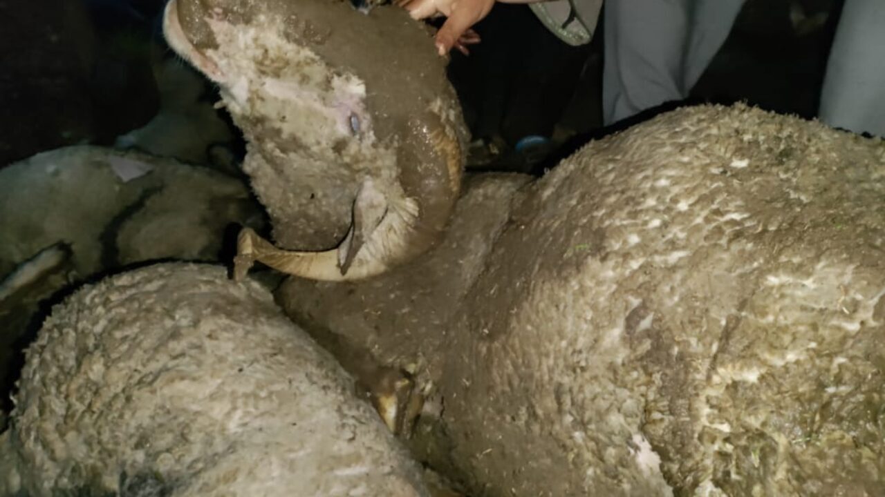 sheep
