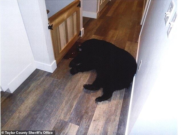 Click to enlarge The bear was fatally shot to death inside the family's home and was believed to be a female adult. Her cub was seen running away while the attack broke out