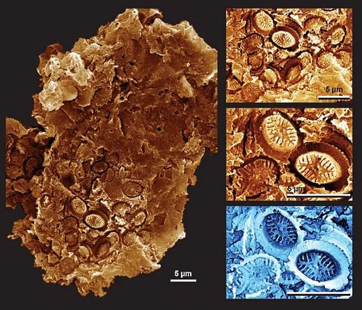 Click to enlarge ghost fossils