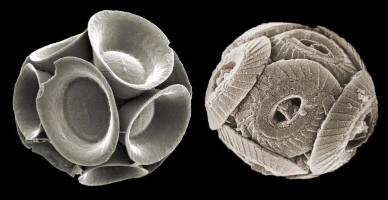 nano fossils coccoliths