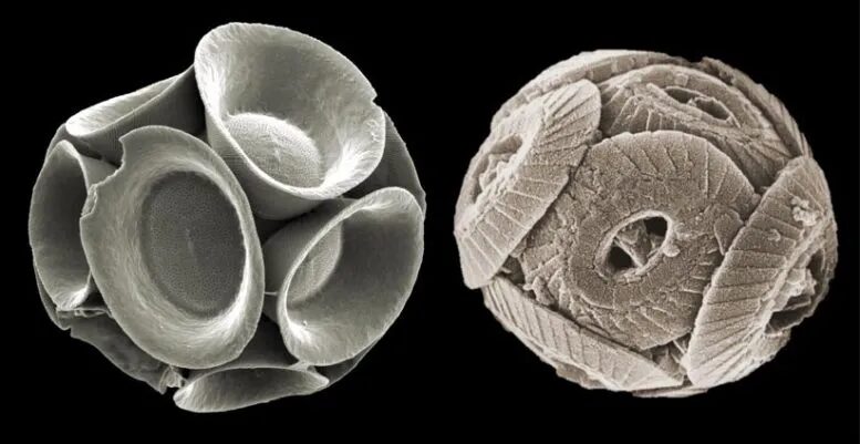 Click to enlarge nano fossils coccoliths