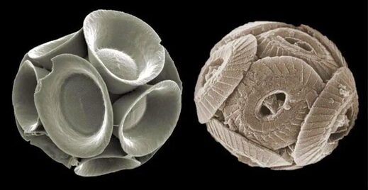 nano fossils coccoliths