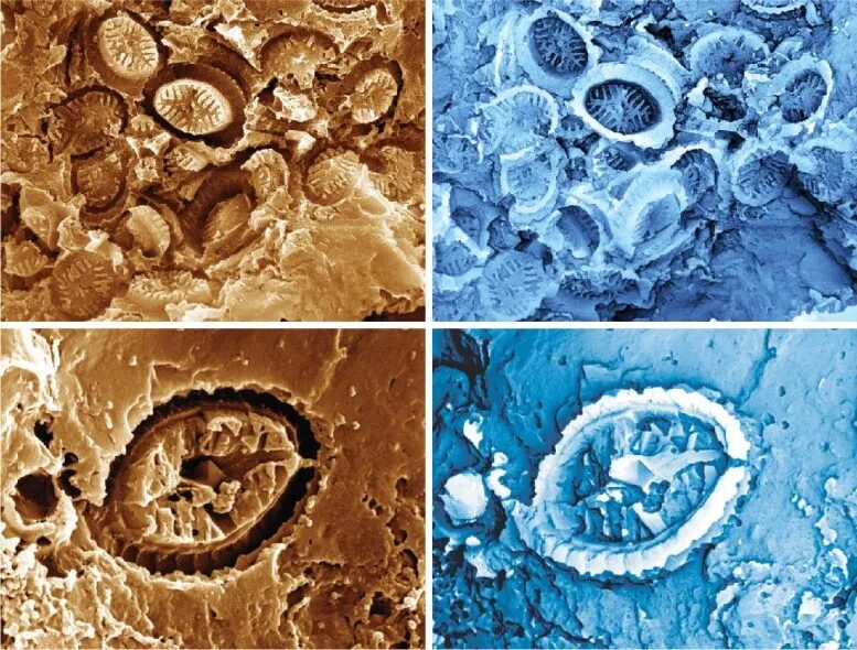 Click to enlarge ghost fossils