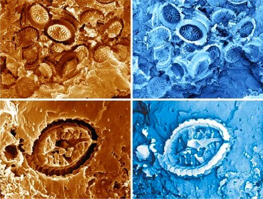 Click to enlarge ghost fossils