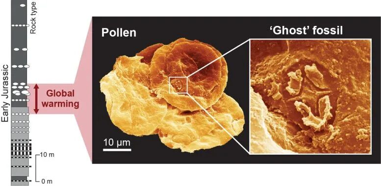 Click to enlarge ghost fossils pollen