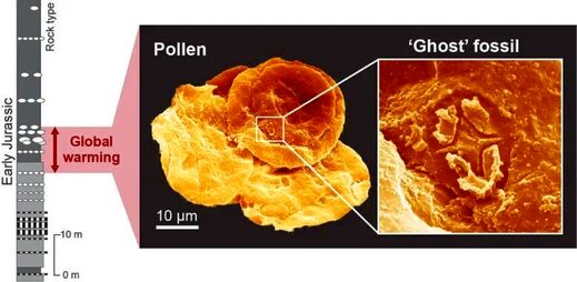 Click to enlarge ghost fossils pollen