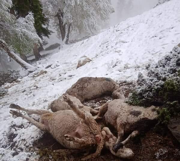 sheep