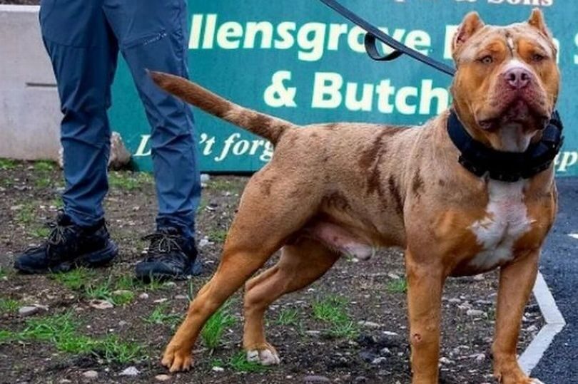 Click to enlarge Cookie the dog was euthanised by a vet at