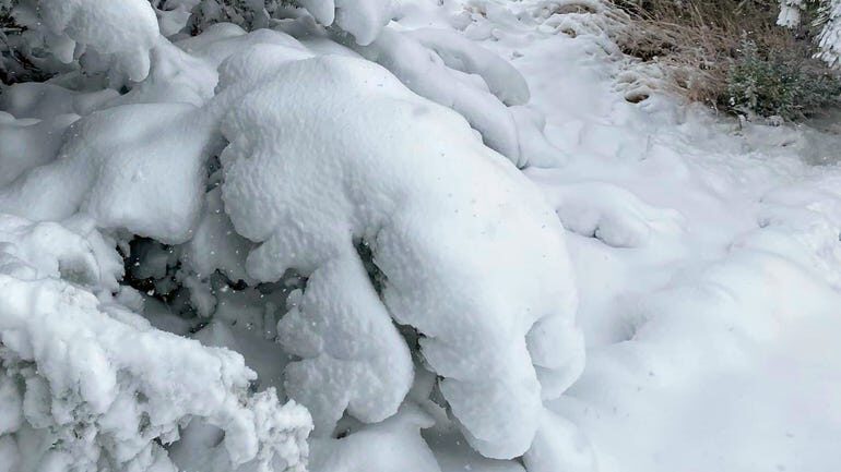 Tree branches are laden with heavy wet snow during a late May snowstorm May 21, 2022.