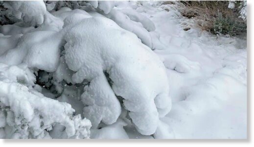 Tree branches are laden with heavy wet snow during a late May snowstorm May 21, 2022.