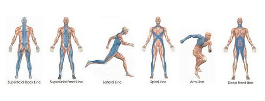 fascia lines body anatomy