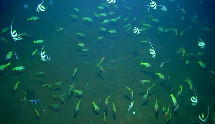 Click to enlarge fish still alive tonga volcano