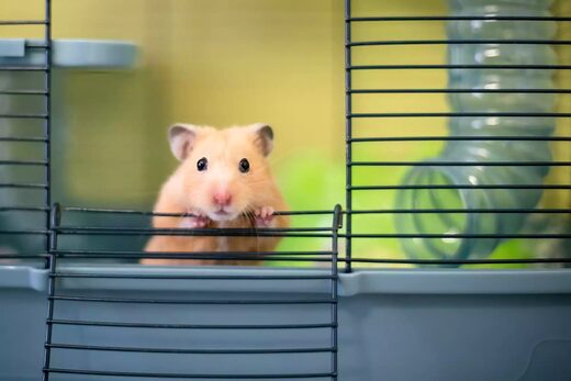 Gene-editing experiment turns cute hamsters into 'aggressive' beasts