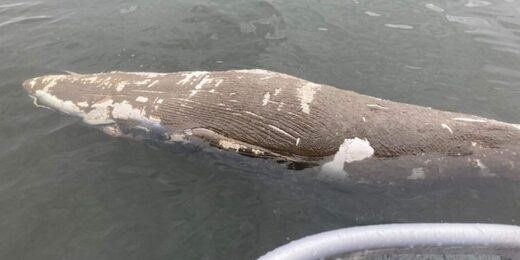 Body of minke whale spotted near Montreal recovered from river - 2nd in a month