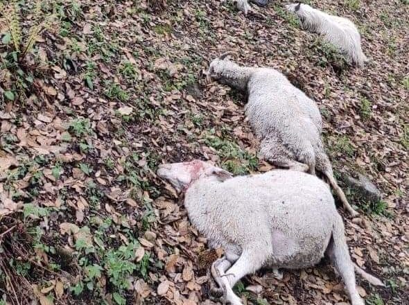 The sheep that were killed by lightning in the Dhauladhars.