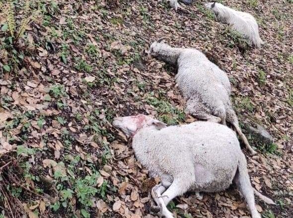 Click to enlarge The sheep that were killed by lightning in the Dhauladhars.