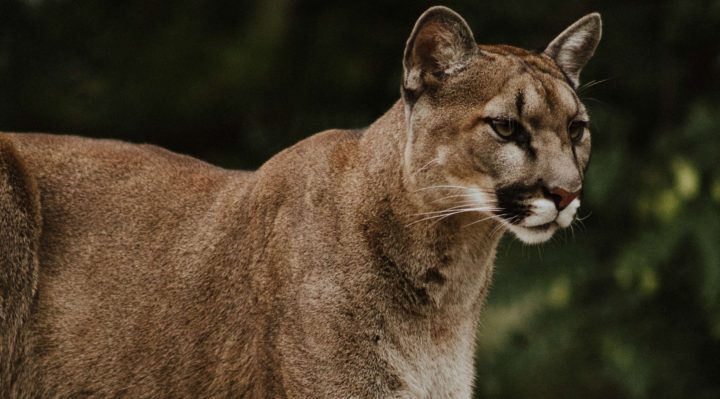 Click to enlarge cougar
