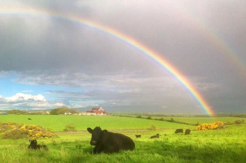 Welsh Black cattle under a double rainbow on Anglesey