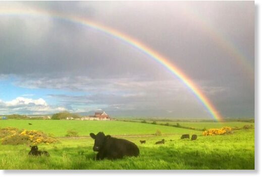 Welsh Black cattle under a double rainbow on Anglesey