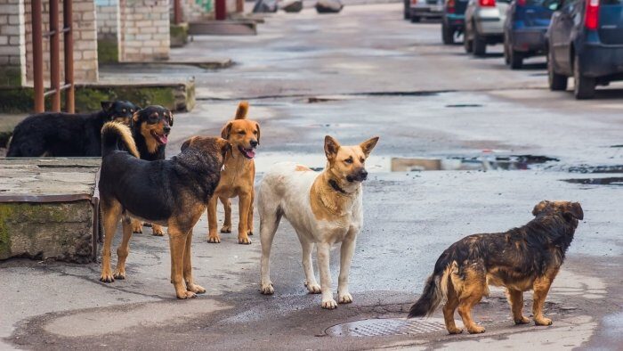 Click to enlarge dogs
