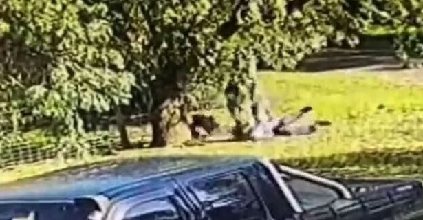 Click to enlarge A man in Australia body-slammed a kangaroo after it tried to beat him up