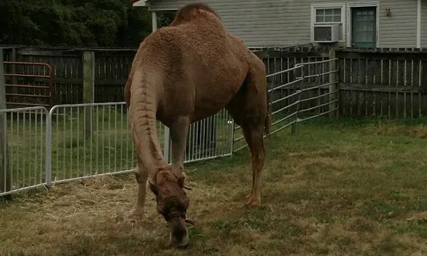 Click to enlarge The Obion sheriff’s office said the camel attacked one of their vehicles and moved towards deputies who were attempting to move a victim.