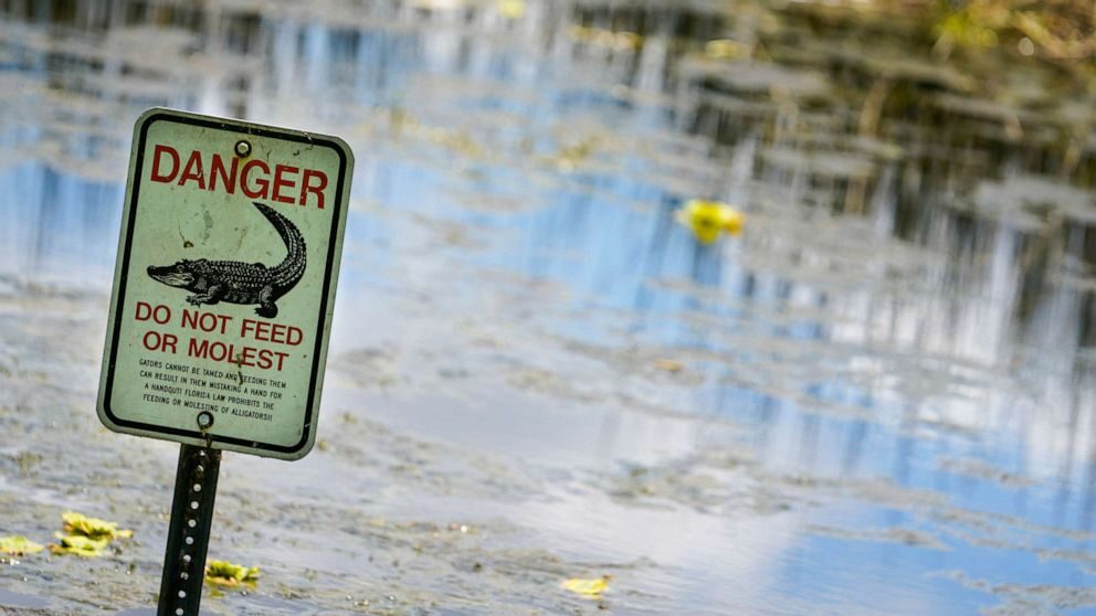 Click to enlarge An alligator warning sign is posted in waters near the scene where a man was found dead after going into the lake to retrieve lost disc golf discs at John S. Taylor Park, May 31, 2022 in Largo, Fla.