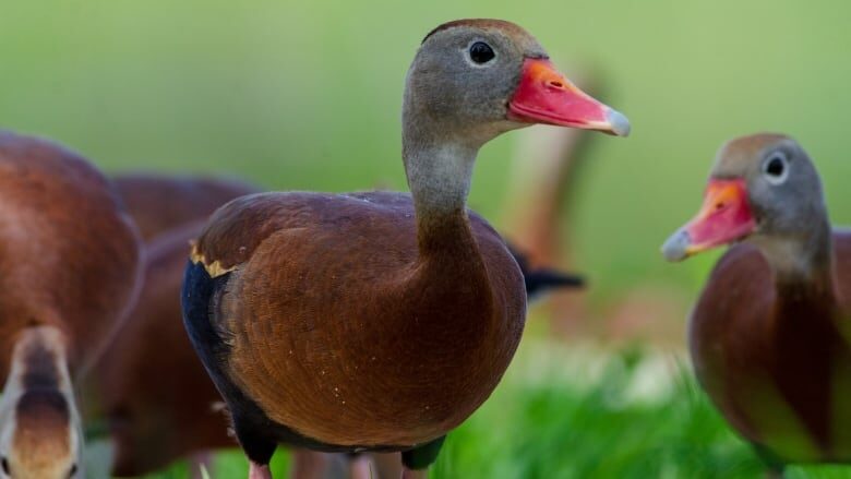 Click to enlarge Black-bellied whistling ducks made a rare northern appearance in Hazen McCrea's pond near Bathurst over the last few days.