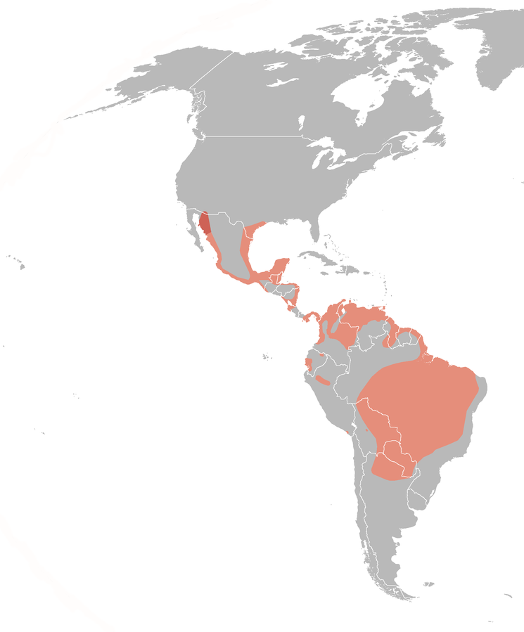 Click to enlarge Black-bellied Whistling Duck(Dendrocygna autumnalis) distribution map