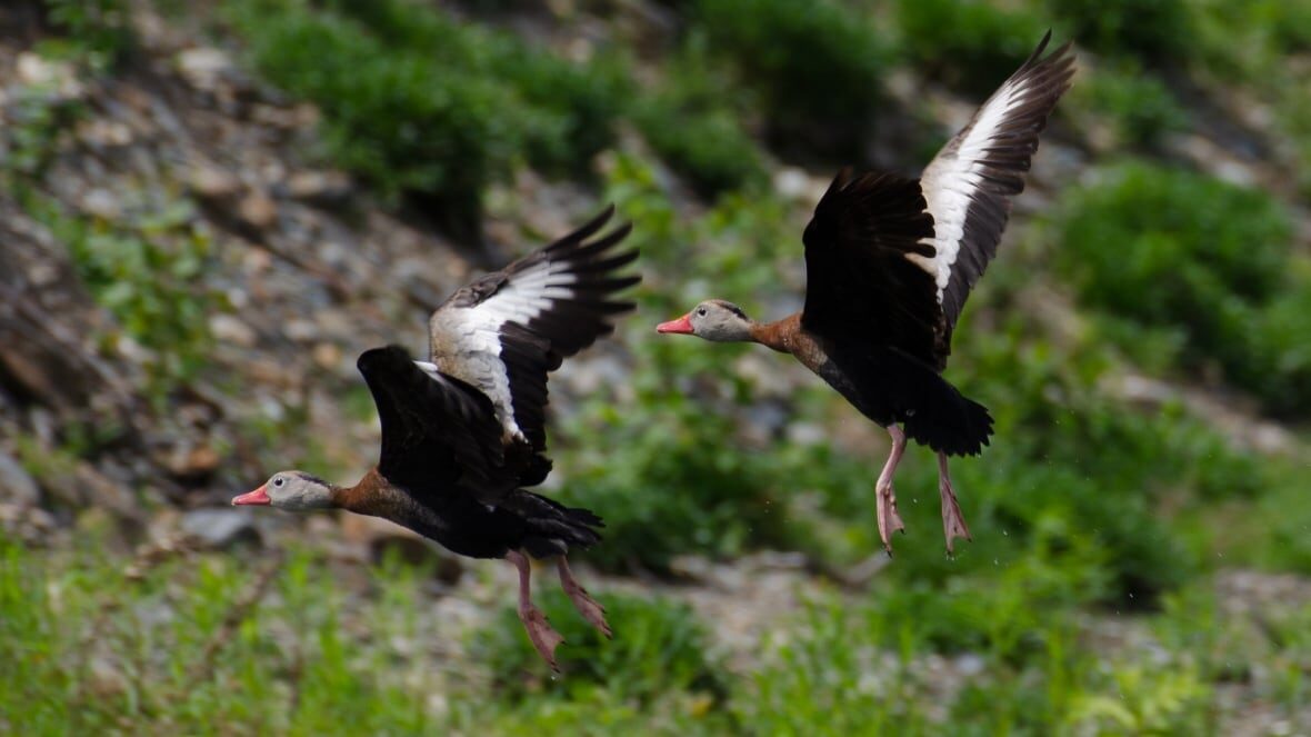Black-bellied whistling duck in flight near Bathurst on Monday.