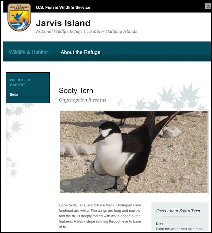Sooty Tern