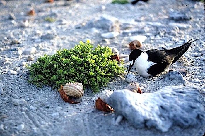 Sooty Tern