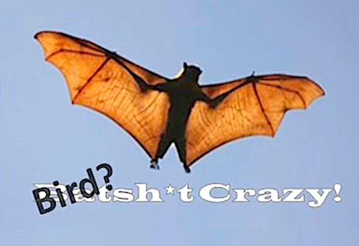 Brown bat
