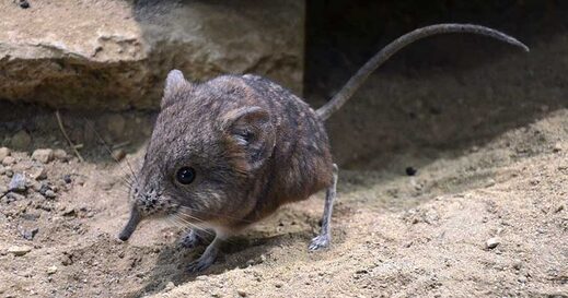 Elephant-shrew