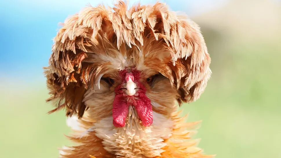 chicken