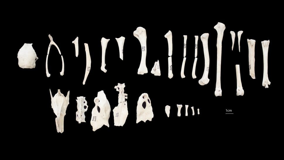 Click to enlarge chicken skeleton