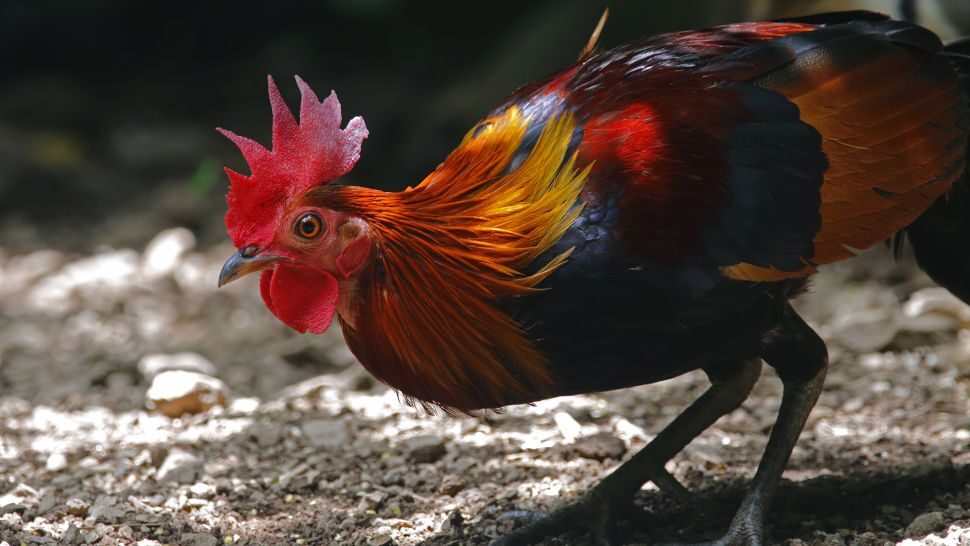 Click to enlarge red junglefowl chicken